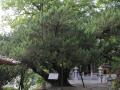안동 석수암 향나무 썸네일 이미지