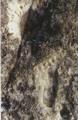 안동 수곡리 바위그림 썸네일 이미지